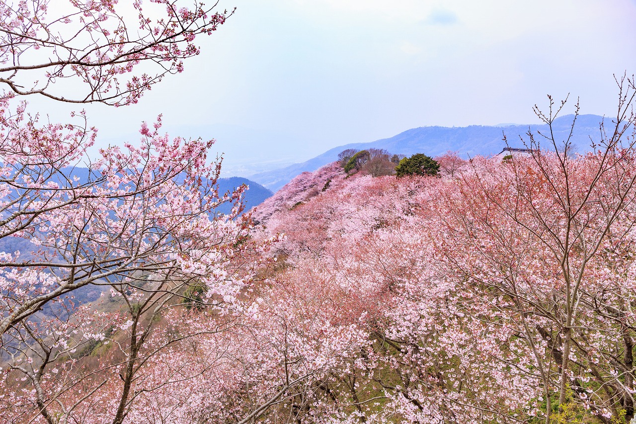 徳島県_八百萬神之御殿_遊び・体験_1