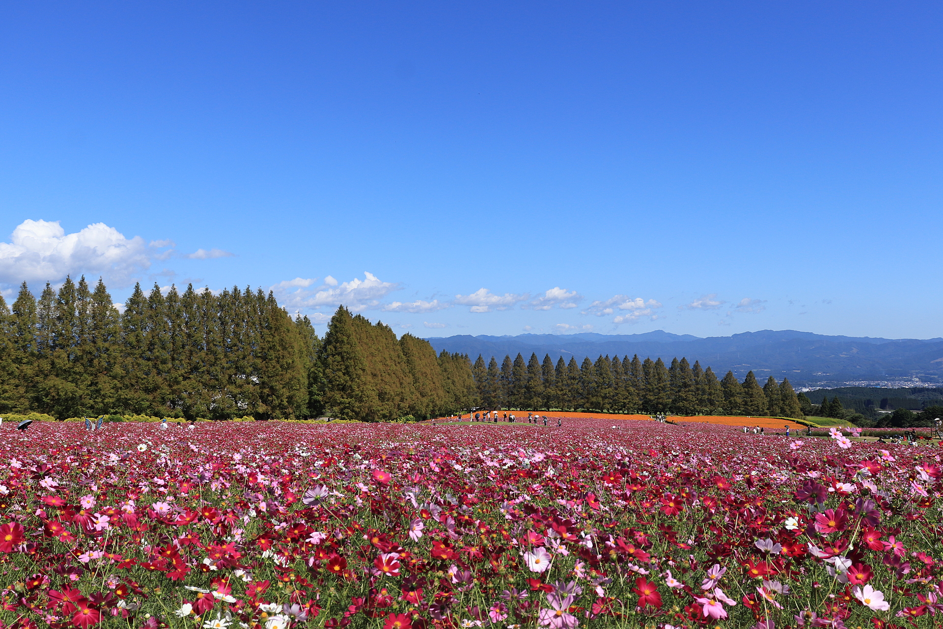 宮﨑_生駒高原_遊び・体験_1