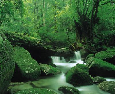 鹿児島_白谷雲水峡(宮之浦川)_遊び・体験_1