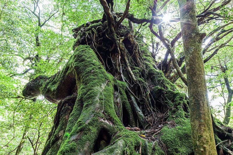 鹿児島_白谷雲水峡(宮之浦川)_遊び・体験_4