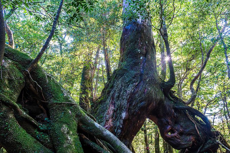 鹿児島_白谷雲水峡(宮之浦川)_遊び・体験_5