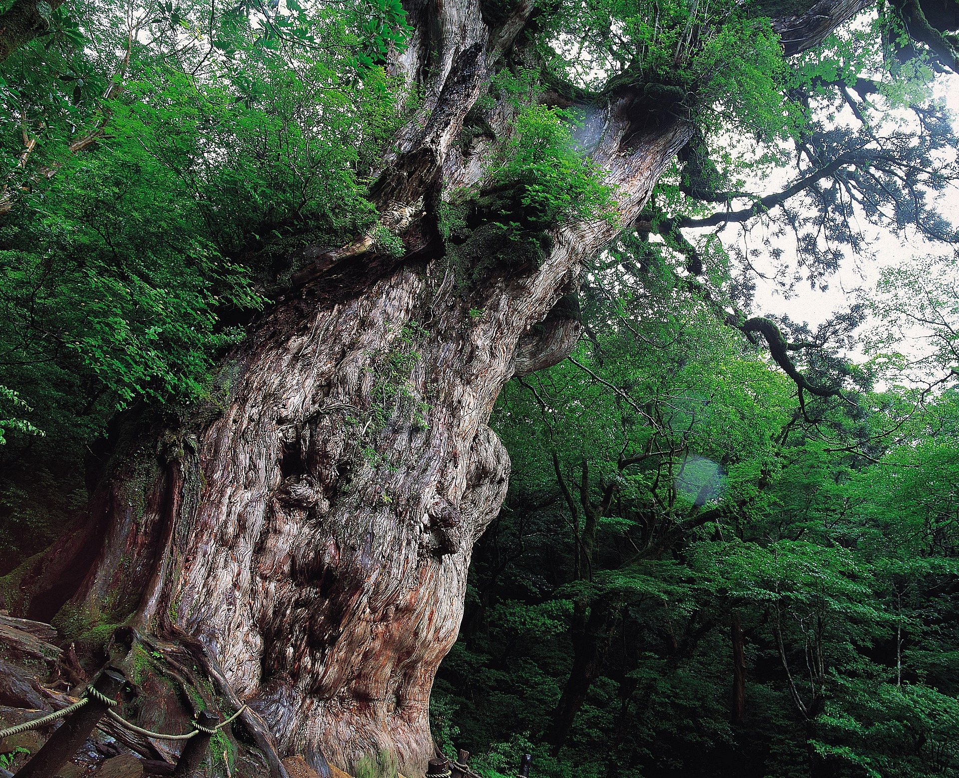 鹿児島_縄文杉_遊び・体験_1