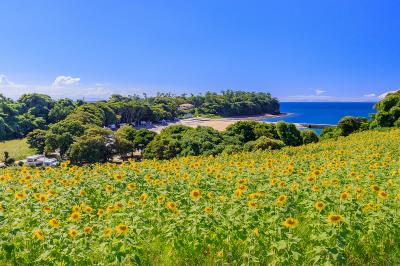 大分_長崎鼻_遊び・体験_1