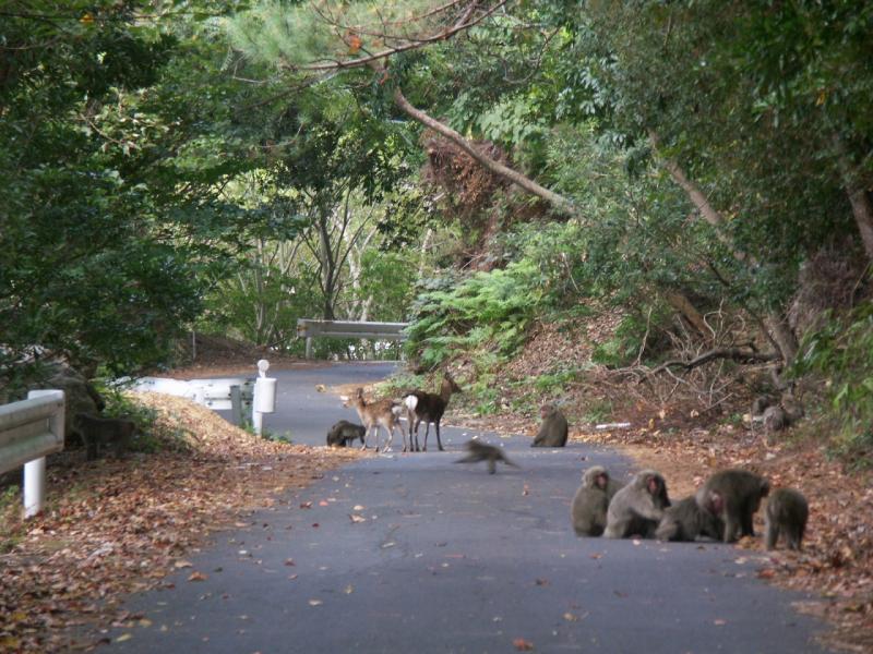 鹿児島_西部林道_遊び・体験_2