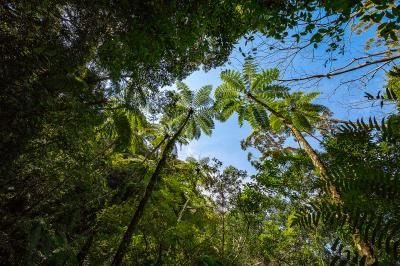 奄美大島_金作原原生林_遊び・体験_1