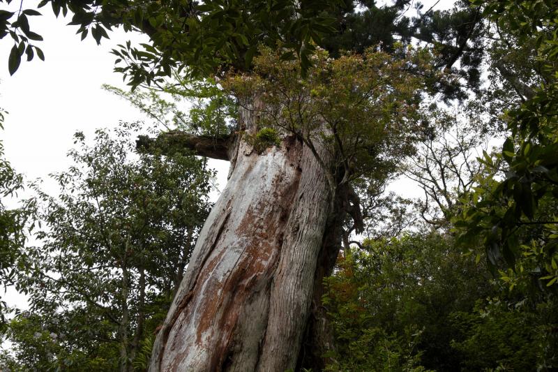 屋久島_弥生杉_遊び・体験_1