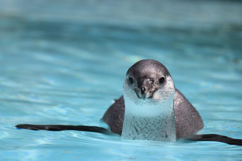 熊本_阿蘇カドリー・ドミニオン_遊び・体験_1