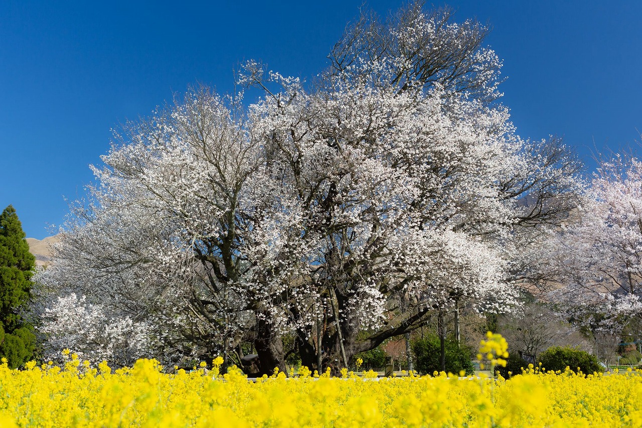 熊本_一心行の大桜_遊び・体験_1