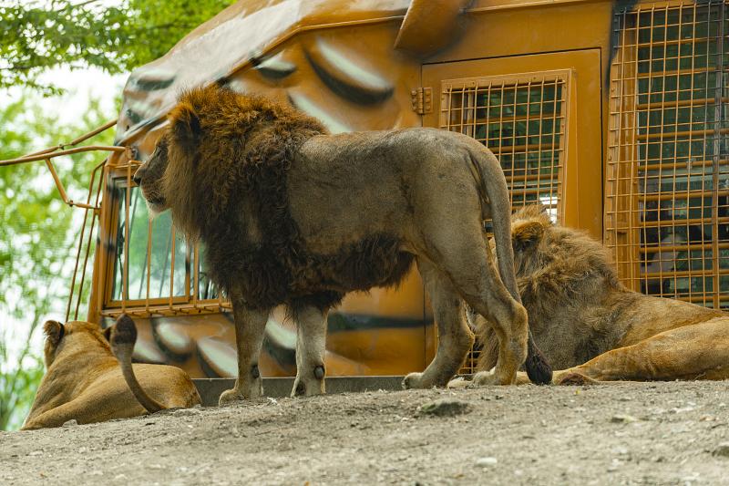 大分_九州自然動物公園アフリカンサファリ_遊び・体験_1