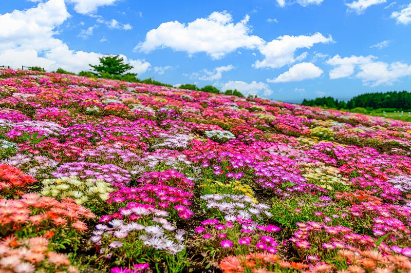 大分_くじゅう花公園_遊び・体験_1