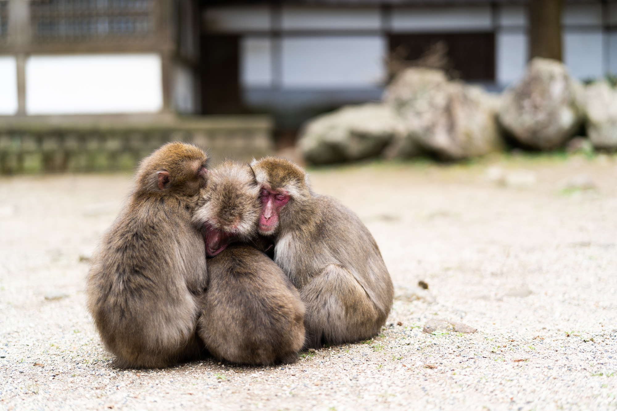 大分県_高崎山自然動物園_遊び・体験_1