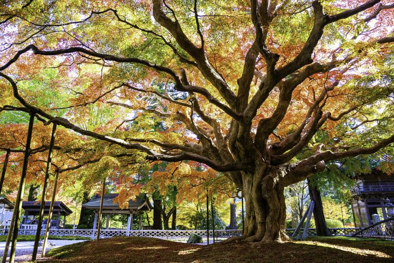福岡_雷山千如寺大悲王院_遊び・体験_1
