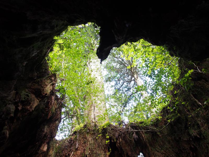 鹿児島_屋久島_遊び・体験_3