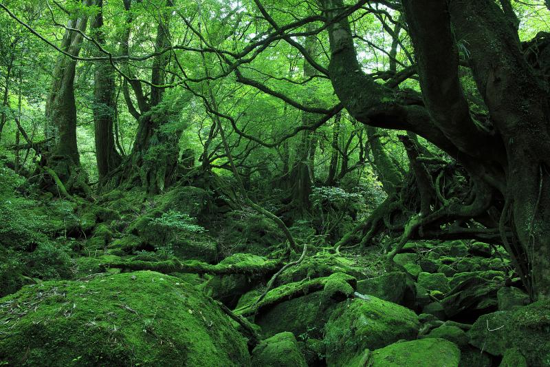 鹿児島_屋久島_遊び・体験_4