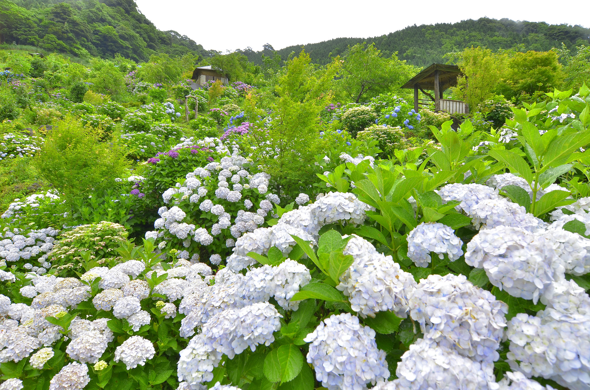 鹿児島_東雲の里_遊び・体験_1