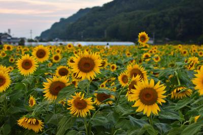 福岡_杷木大ひまわり園_遊び・体験_1