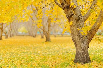 福岡_太原のイチョウ_遊び・体験_1