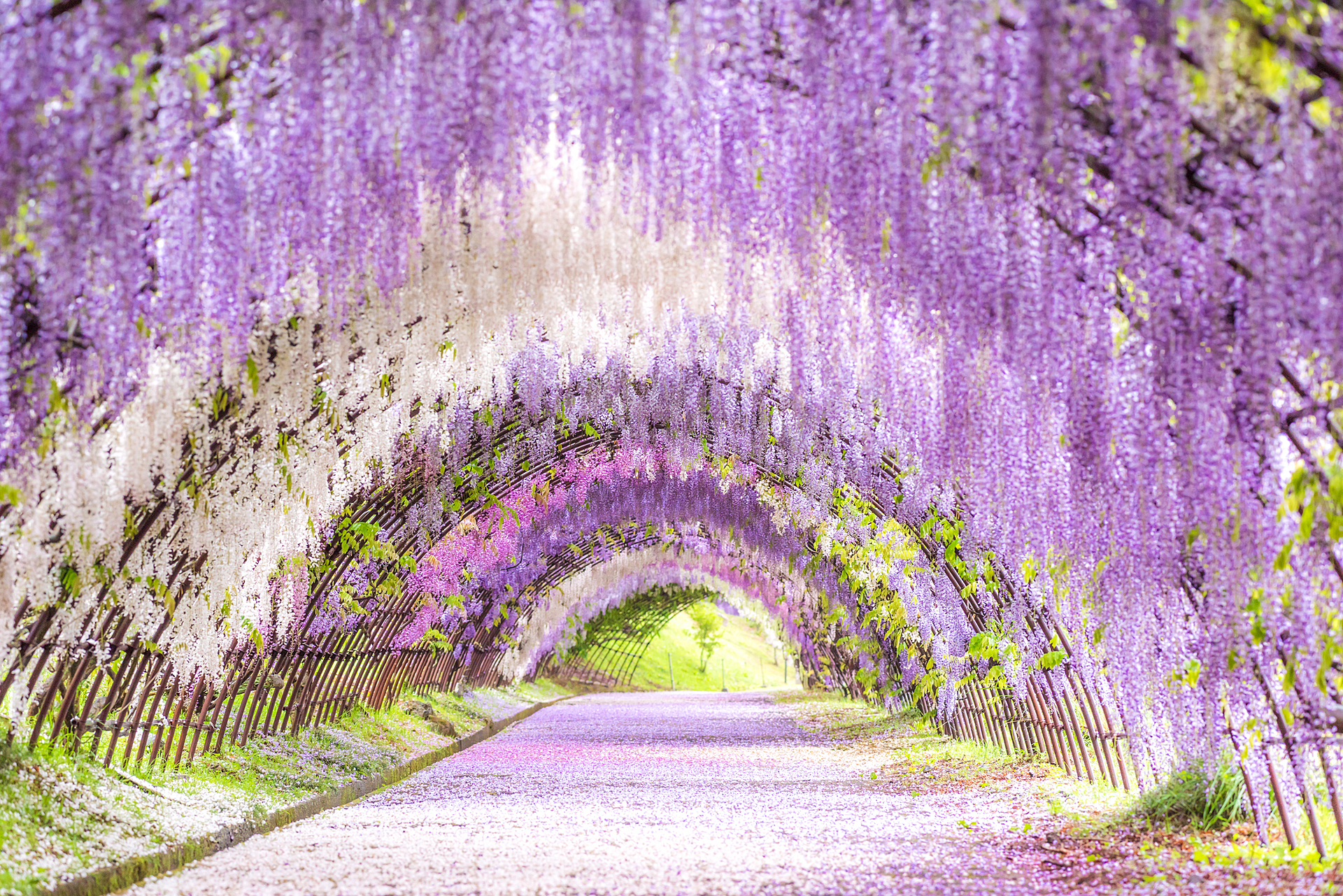 福岡県_河内藤園_遊び・体験_1