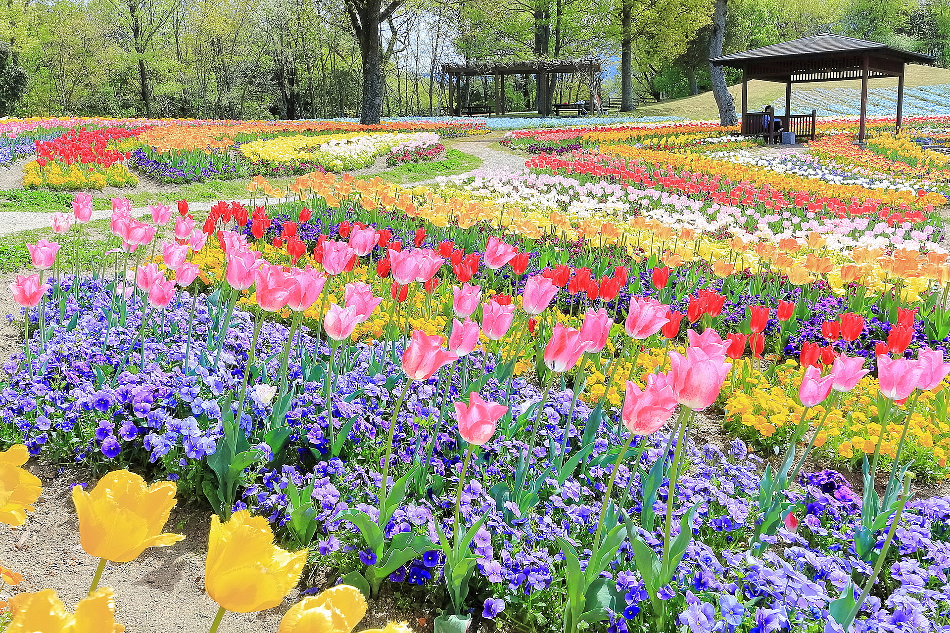 香川_国営讃岐まんのう公園_遊び・体験_1