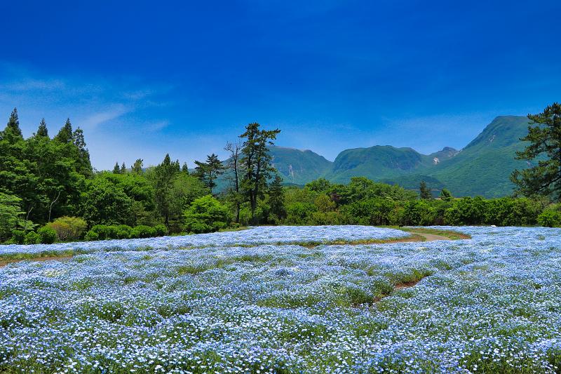 くじゅう花公園 観光 アクセス 営業時間 基本情報ガイド 大分県 久住高原 トラベルコ くじゅう花公園 観光 アクセス 営業時間 基本情報ガイド 大分県 久住高原 トラベルコ