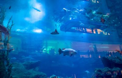 アラブ首長国連邦_ドバイ水族館＆水中動物園_遊び・体験_1