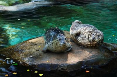 カナダ_バンクーバー水族館_遊び・体験_1