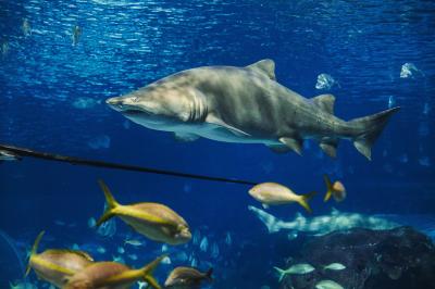 カナダ_リプレイ水族館_遊び・体験_1