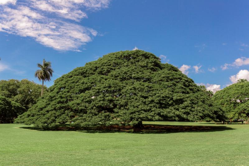 オアフ島_モアナルア ガーデン_遊び・体験_1