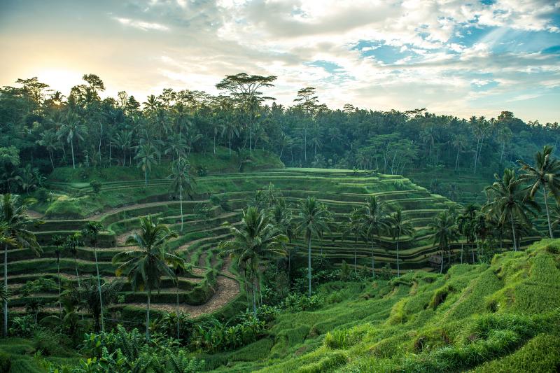 インドネシア_テガラランのライステラス_遊び・体験_1