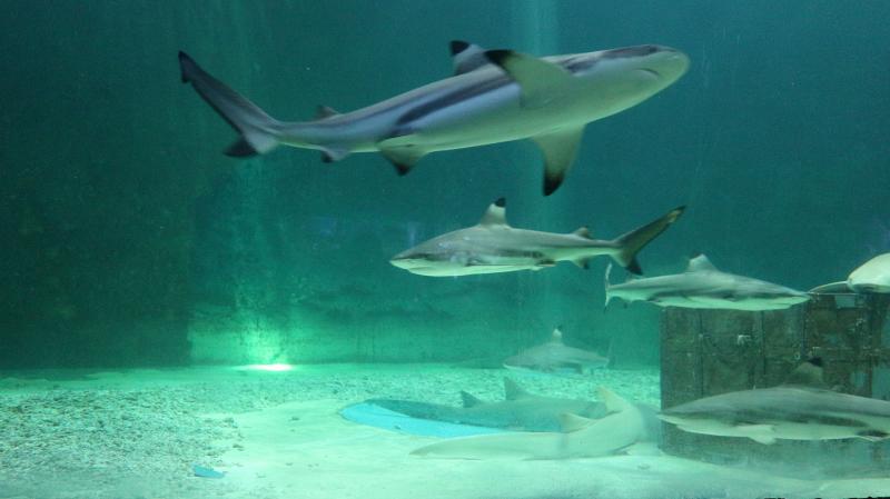 インドネシア_シーワールド アンチョール_遊び・体験_1