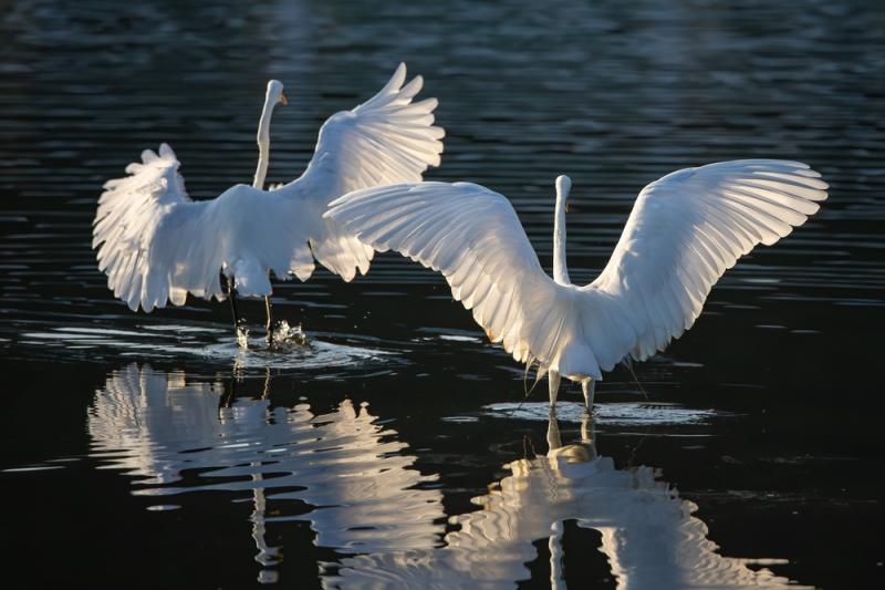 マレーシア_コタキナバル ウエットランド_遊び・体験_2