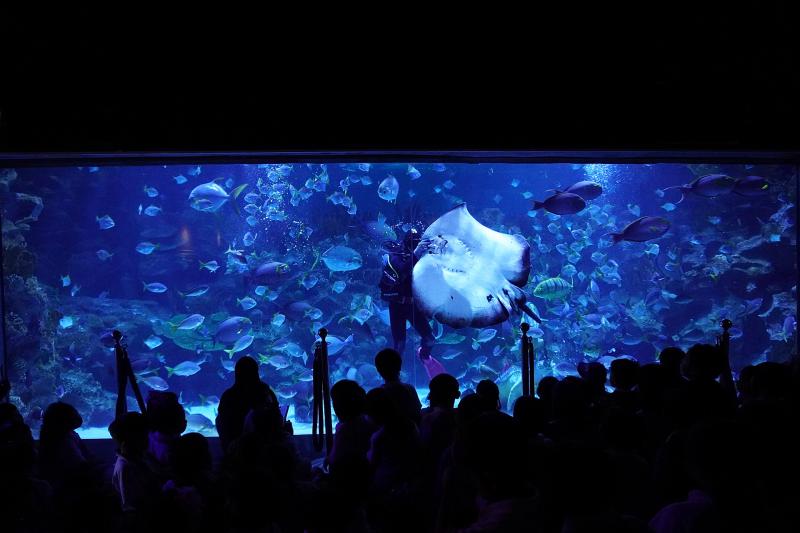 マレーシア_KLCC水族館_遊び・体験_1