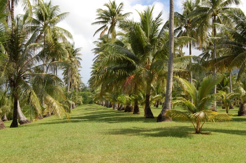 ロタ_千本ヤシ_遊び・体験_1