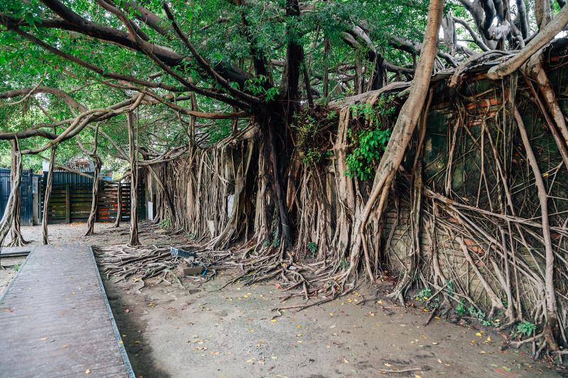 台湾_安平樹屋（徳記洋行）_遊び・体験_2