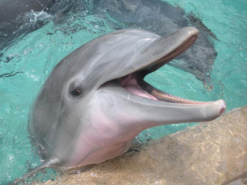 アメリカ_シーワールド オーランド_遊び・体験_1